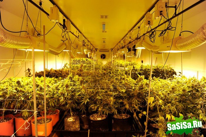 Выращивание марихуаны в домашних условиях (9 фото)