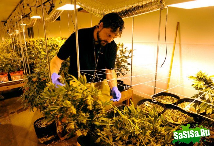 Выращивание марихуаны в домашних условиях (9 фото)