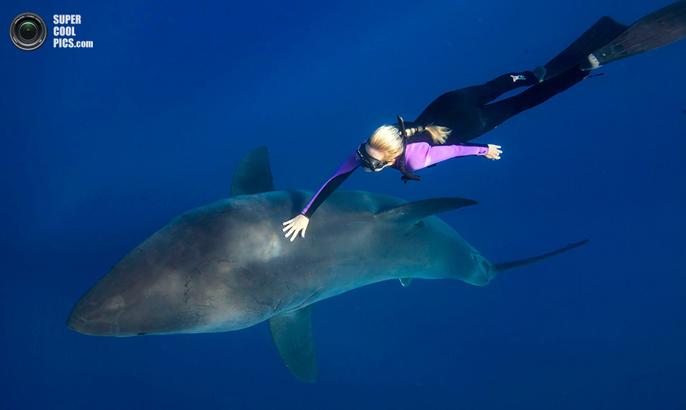 Белокурая модель «подружилась» с акулами-людоедами (12 фото)