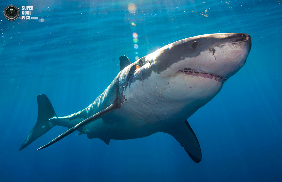 Белокурая модель «подружилась» с акулами-людоедами (12 фото)