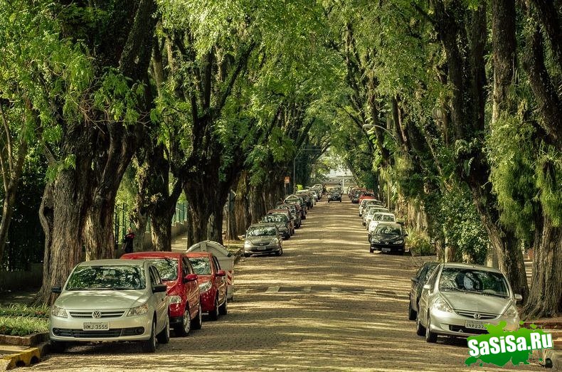 Удивительная улица Руа Гонсалу де Карвальо (12 фото)