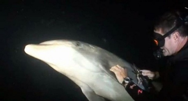 Дельфин попросил дайвера о помощи (2 фото + видео)