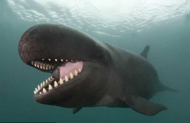 Самый счастливый кит в мире:) (10 фото)