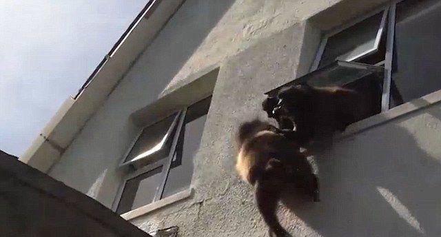 Стая диких обезьян разгромила дом в поисках еды (5 фото)