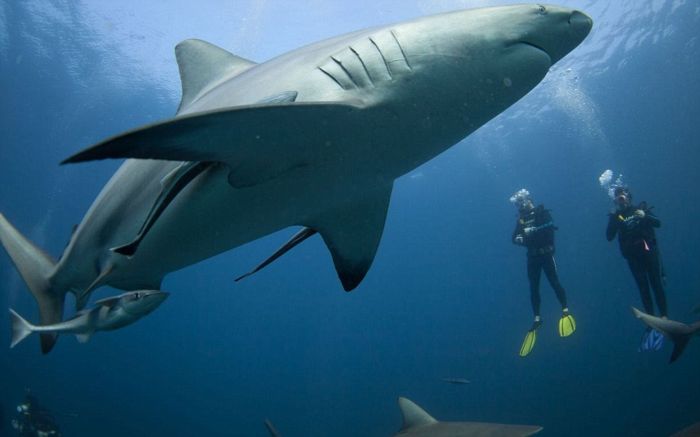 Безумное кормление акул в Южной Африке (19 фото)