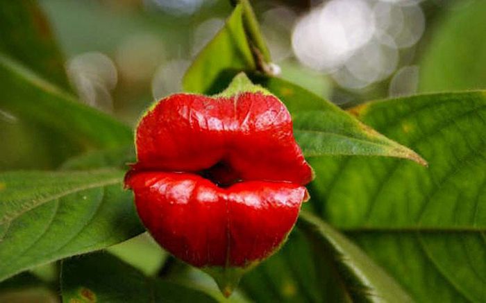 Шутка природы – удивительный цветок “Шлюхины губки” (15 фото)