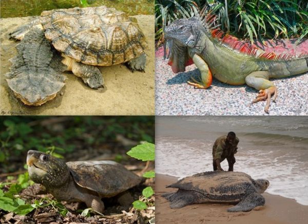 10 ужасных и опасных черепах и ящериц (10 фото)