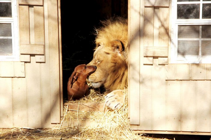 Дружба льва и таксы (11 фото)