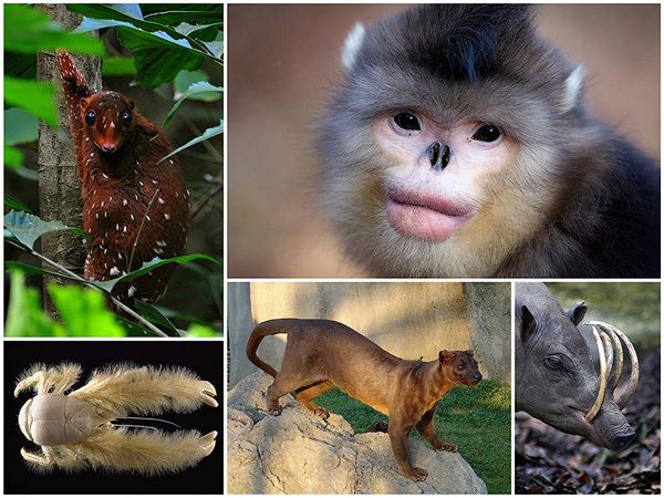 Животные, о существовании которых вы может даже и не знали (30 фото)