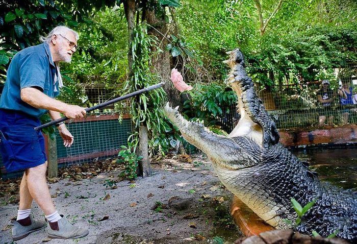 Кассиус Клей - самый большой крокодил в мире (7 фото)