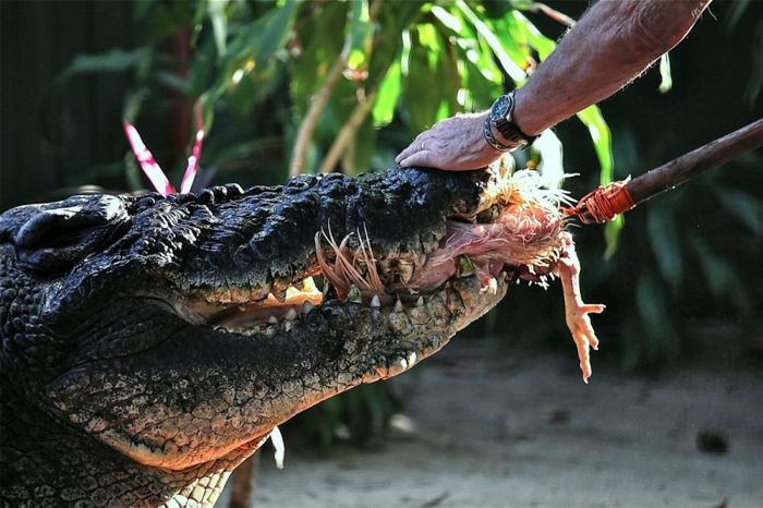 Самый большой крокодил (8 фото)