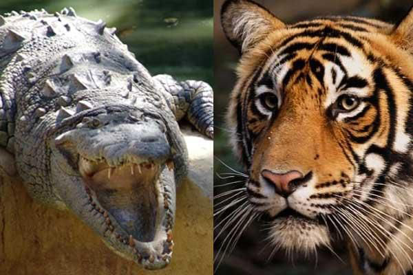 Тигр против крокодила (6 фото)
