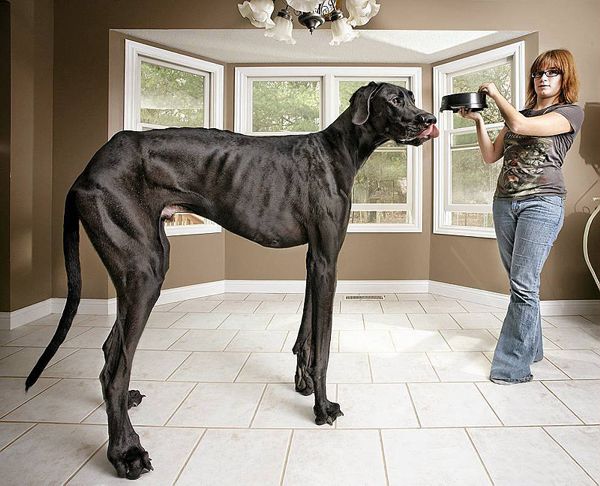 Большие собаки, которых нельзя не любить! (22 фото)