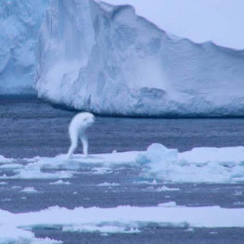 Японские исследователи обнаружили в Антарктике гигантского гуманоида (фото + видео)