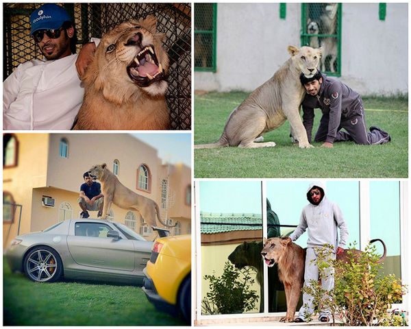 Хищные кошечки и дорогие машины: досуг арабского миллионера (20 фото)