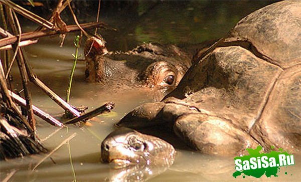 Осиротевший бегемотик подружился со 130-летней черепахой (7 фото)