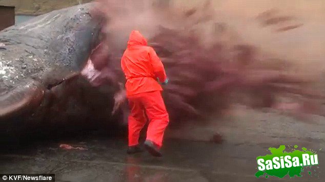 Фейерверк из внутренностей кита едва не убил биолога (7 фото + видео)