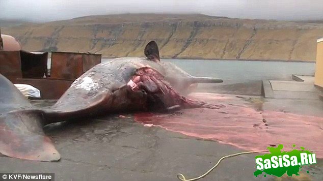 Фейерверк из внутренностей кита едва не убил биолога (7 фото + видео)