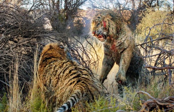 Борьба за территорию: Кровавая схватка двух тигров (10 фото)