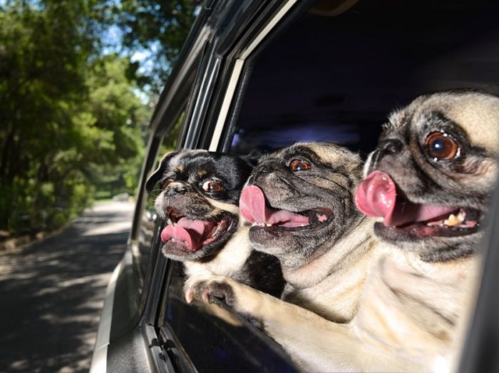 Восторженные собаки выглядывают из автомобильных окон (11 фото)