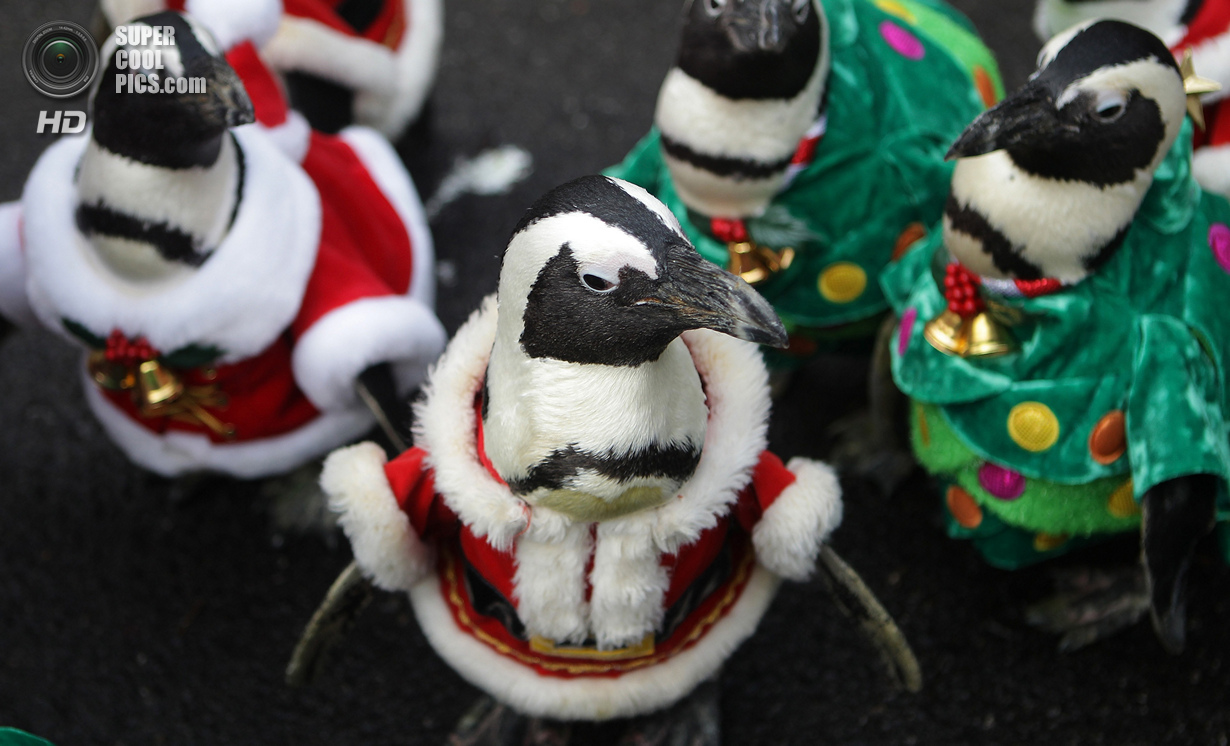 Парад Санта-Пингвинов (11 фото)