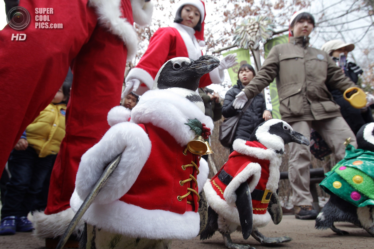 Парад Санта-Пингвинов (11 фото)