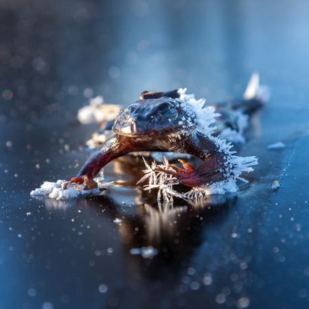 Замерзшая лягушка (11 фото)