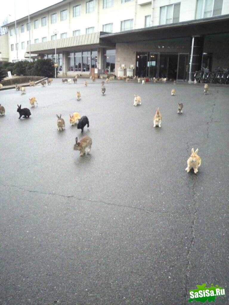 Okunoshima -     (13 )