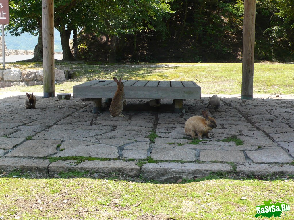 Okunoshima -     (13 )