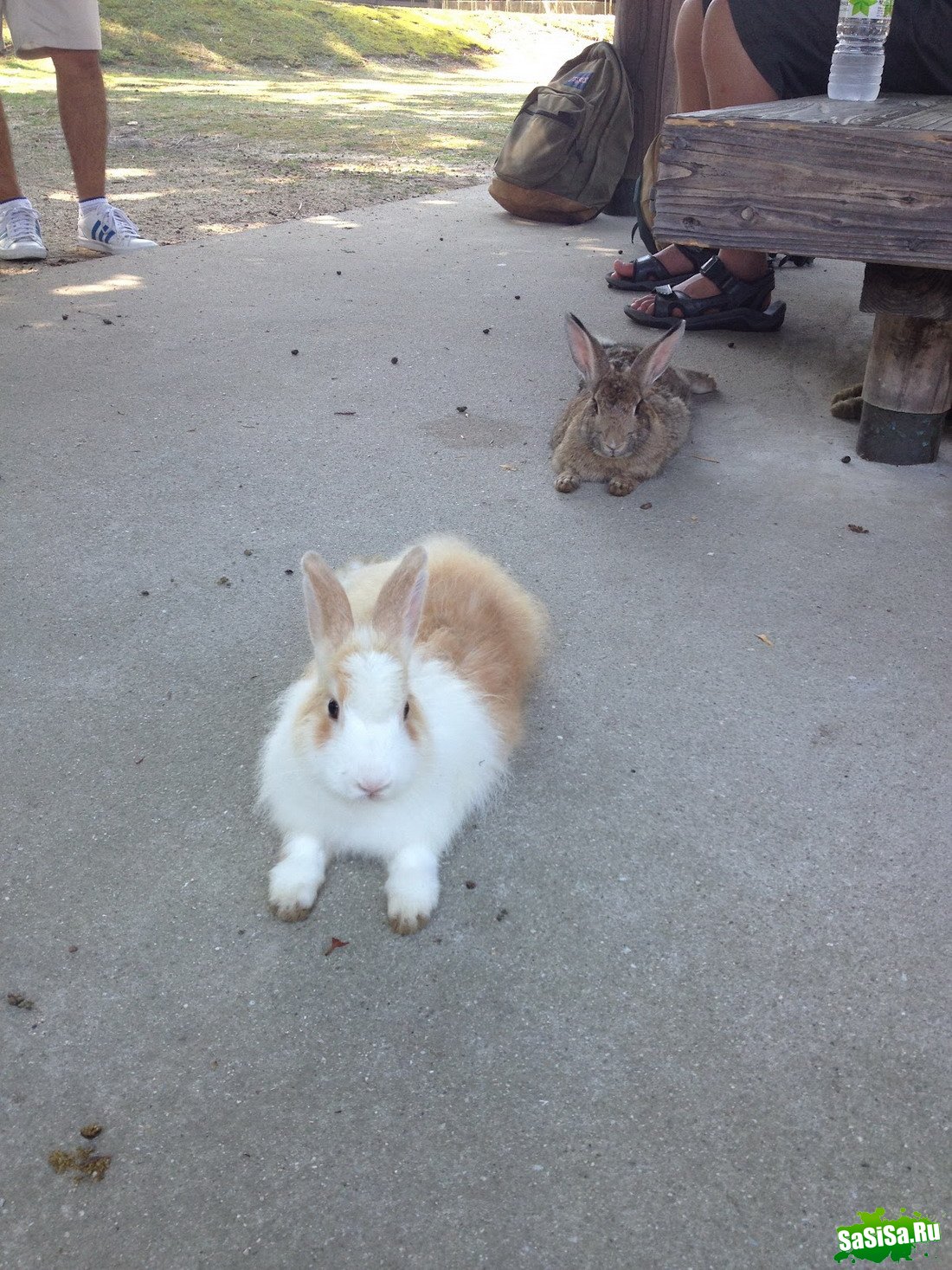 Okunoshima -     (13 )