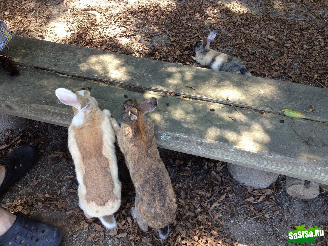 Okunoshima -     (13 )