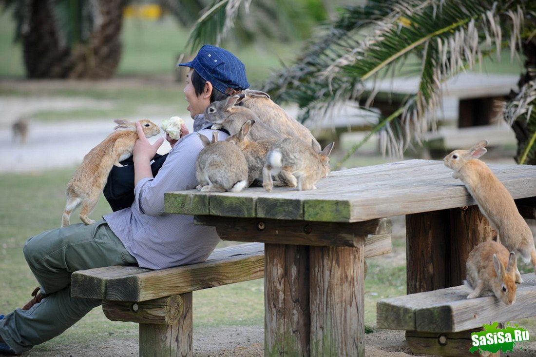 Okunoshima -     (13 )