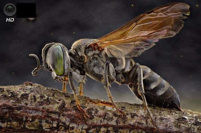 Микропортреты насекомых от Юди Саува (15 фото)