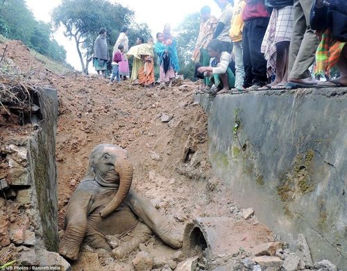Индийские сельчане спасли слоненка (5 фото)