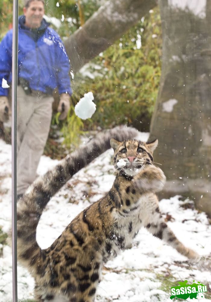 Дымчатый леопард ловит снежки (9 фото)