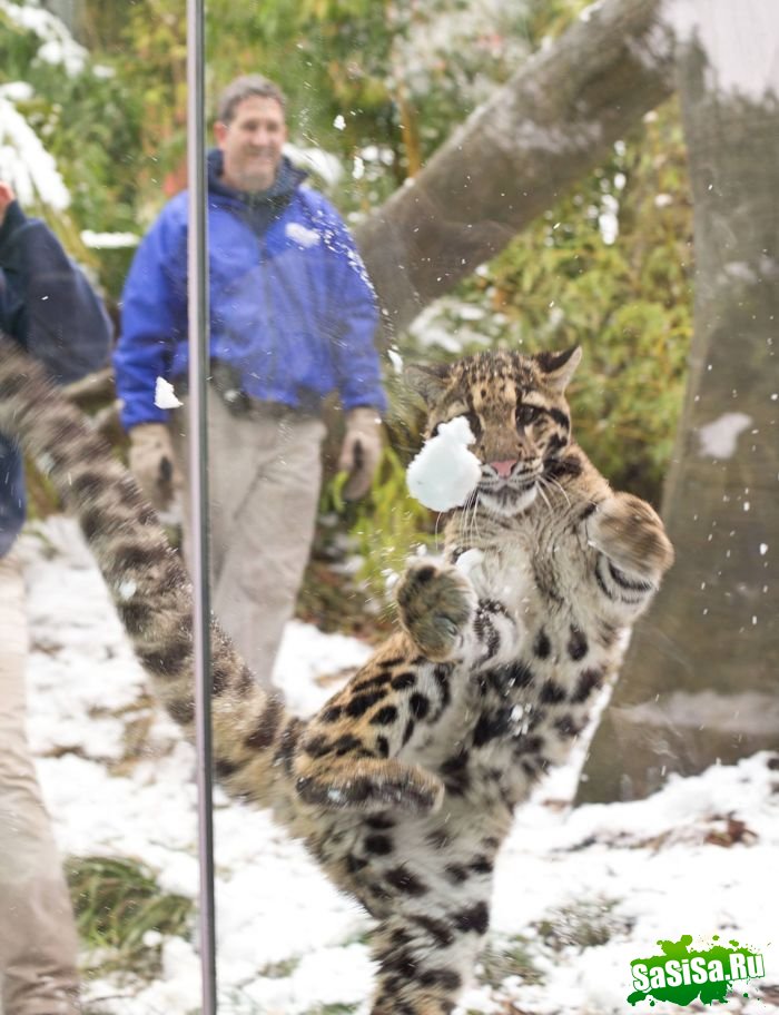Дымчатый леопард ловит снежки (9 фото)
