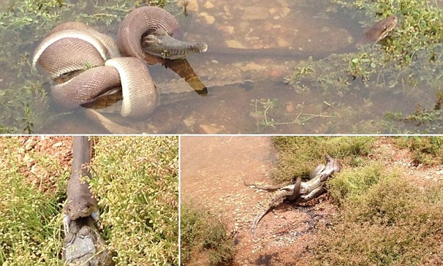 В Австралии змея съела крокодила (4 фото)