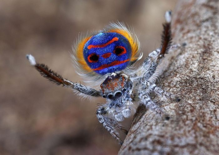 Павлиний паук от фотографа Юргена Отто (9 фото)