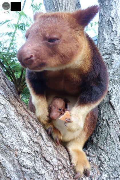 Редкие животные, детёныш древесного кенгуру Гудфеллоу (5 фото)