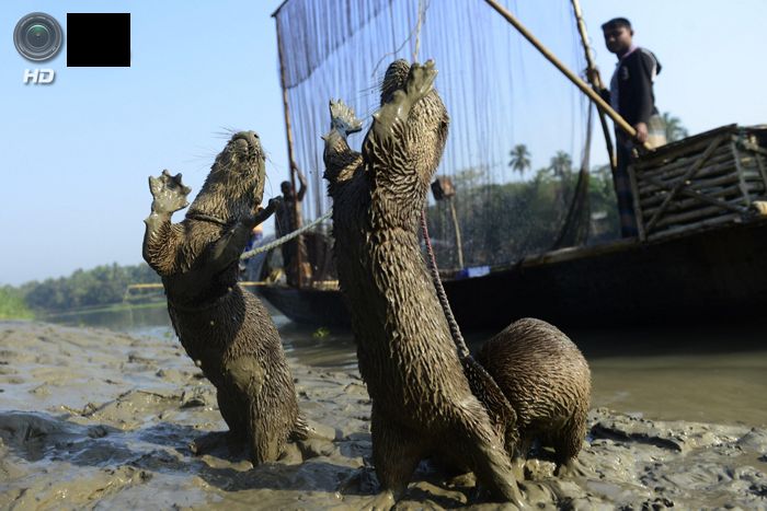 Выдры помогают бангладешцам ловить рыбу (13 фото)