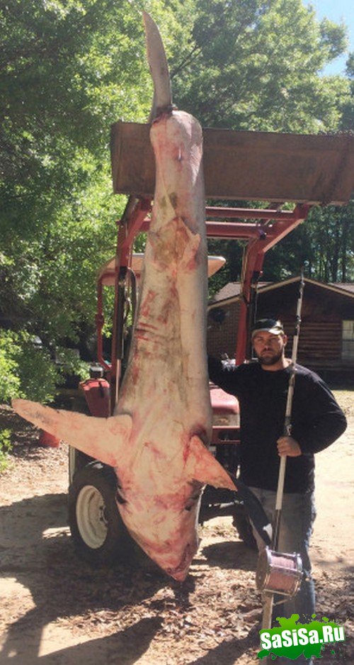 Братья-рыболовы поймали огромную акулу (5 фото + видео)