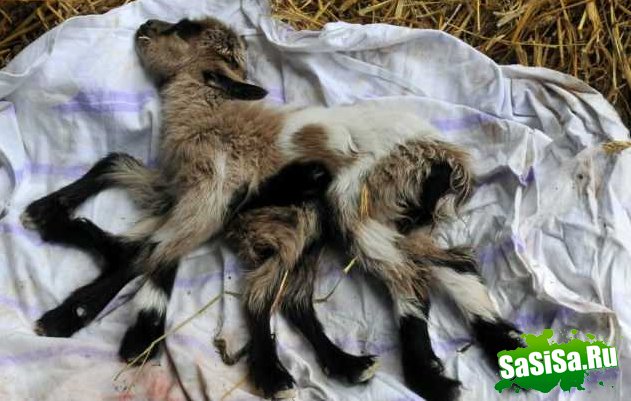 На Хорватской ферме родился козлёнок с восемью ногами (3 фото)