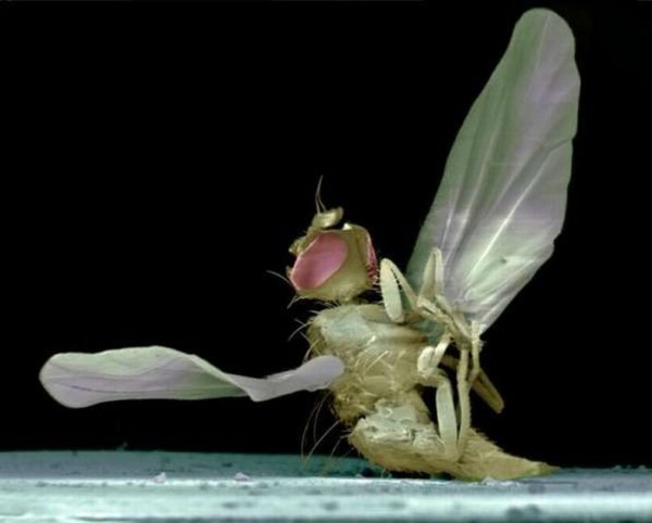 Макро-фотографии прихлопнутых насекомых (6 фото)