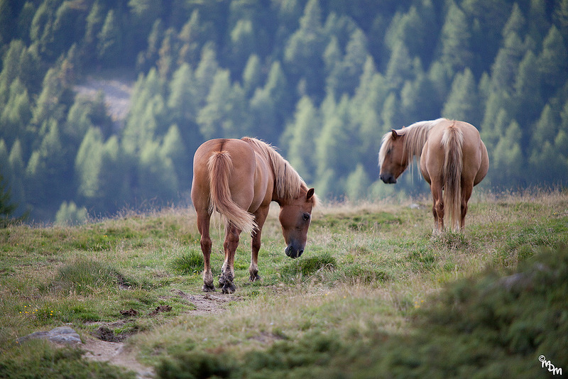     (Livigno),  (29 )