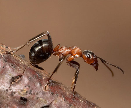 Настоящее лицо муравья (фото под катом)