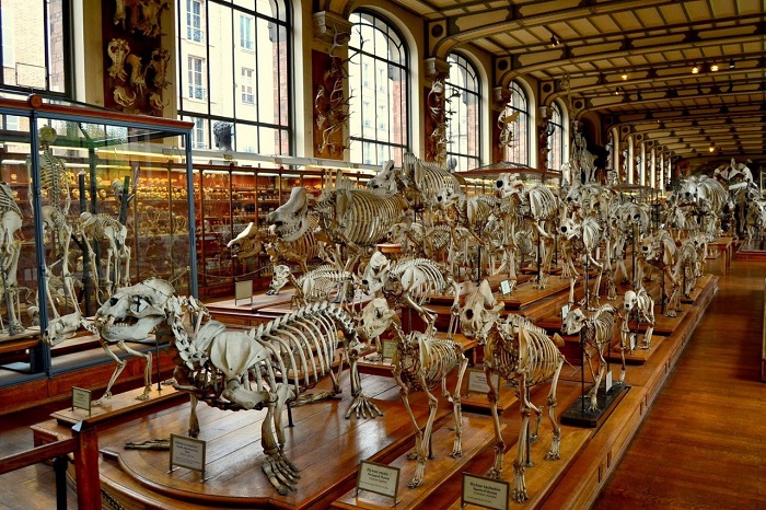 Парижский Палеонтологический музей (46 фото)