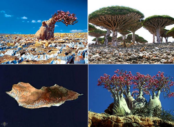 Сокотра - остров небывалых чудес природы (19 фото)
