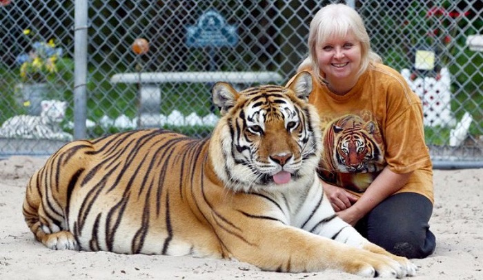 Мать тигров держит у себя во дворе двух огромных хищников (10 фото и видео)