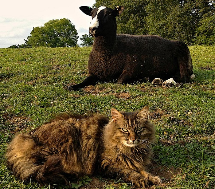 Про кота-пастуха (8 фото и видео)