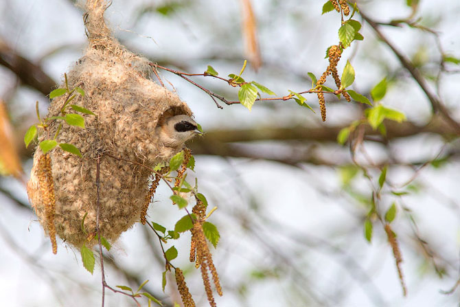 Как ремезы строят свои гнезда (23 фото)